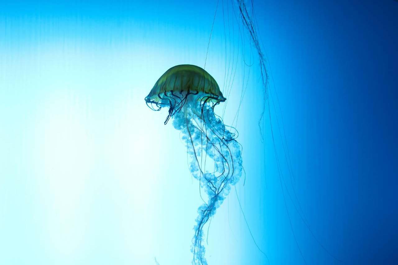 Québec Aquarium