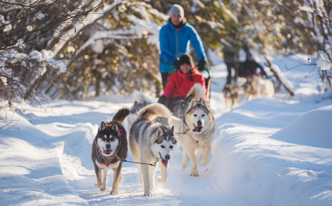 Dogsledding