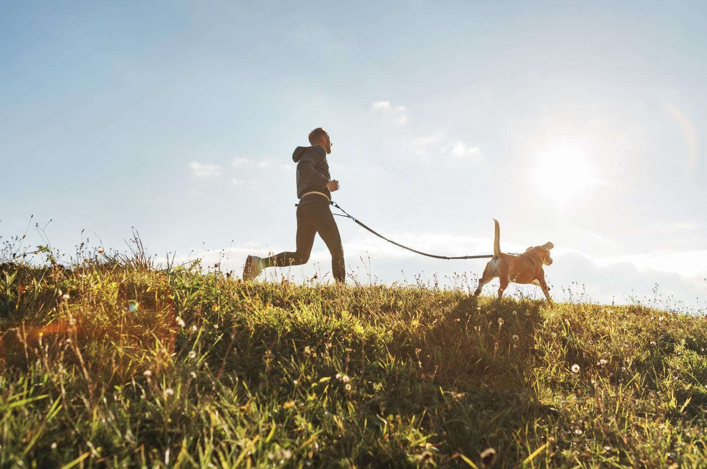 Go-ouside-tips-work-home-run-dog