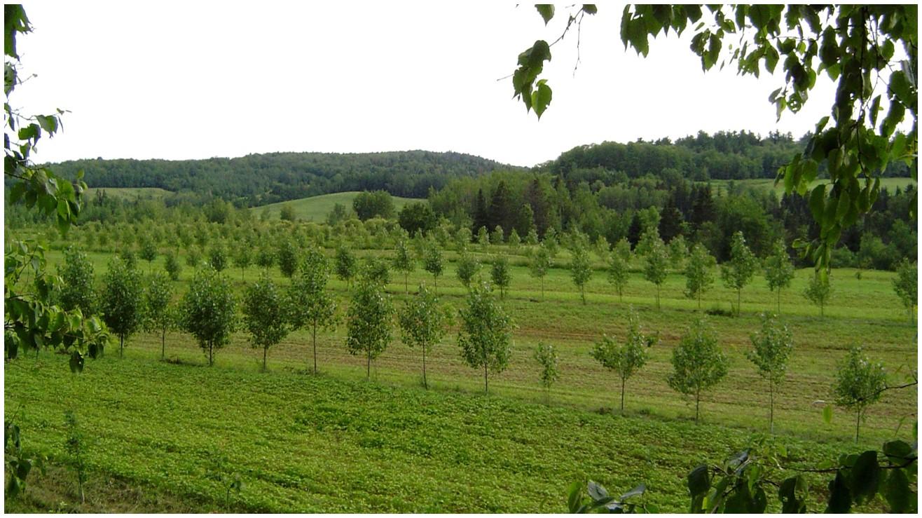 agroforesterie
