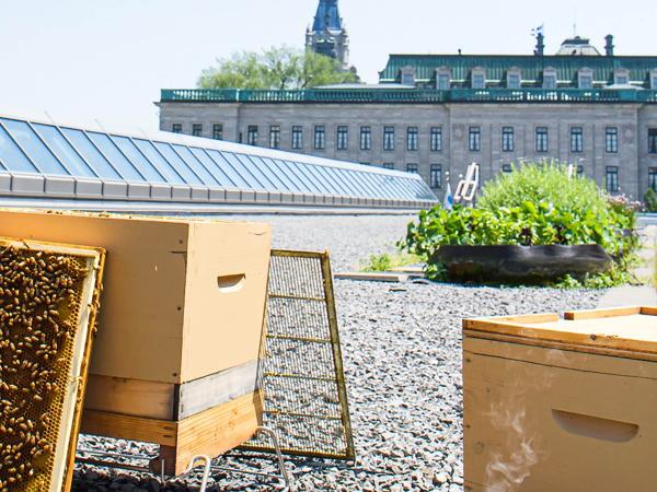 Roof of the Québec City Convention Centre in summer with bee hives and garden. View of the Parliament Building.