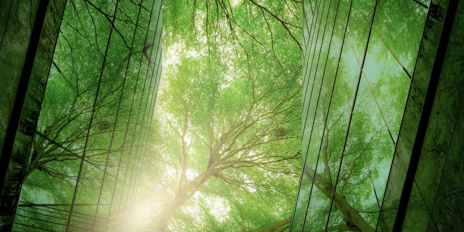 arbres entre les édifices