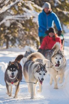 Dogsledding