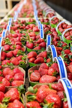 Grand marché de Québec