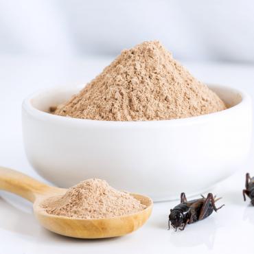 insects flour